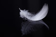 White feather