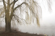 Weeping willow with misty lake
