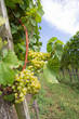 Photo: Weinanbaugebiet Weinanbaugebiet