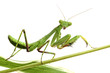 Foto: mantis on white mantis on white