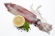 Loligo vulgaris