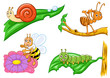 insect
