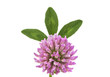 Clover Isolated