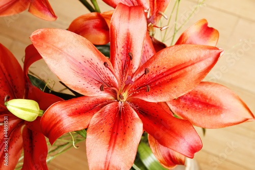 Photo: Lilium Lilium