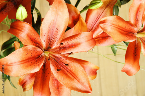 Photo: Lilium Lilium