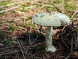Foto: grüner Knollenblätterpilz Amanita phalloides grüner Knollenblätterpilz Amanita phalloides