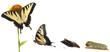 Tiger Swallowtail metamorphosis