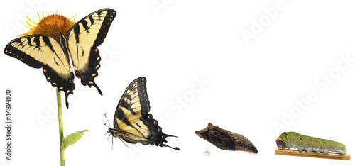 Photo: Tiger Swallowtail metamorphosis Tiger Swallowtail metamorphosis