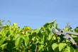Photo: Gardening with clipper Gardening with clipper