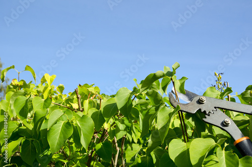 Photo: Gardening with clipper Gardening with clipper