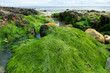 Photo : Algues vertes Algues vertes