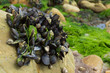 Photo : Moules et algues vertes Moules et algues vertes