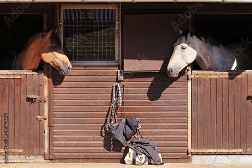 Photo: chevaux chevaux