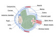 Human Eye structure