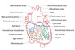 Human Heart structure