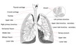 Human Lung structure