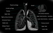 Human Lung structure