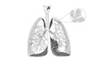Human Lung structure