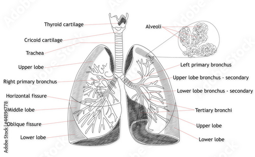 lung structure