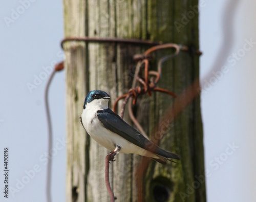 Photo: Songbird and tangled wire Songbird and tangled wire