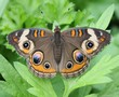 buckeye in leaves