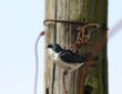 Photo: Little bird singing Little bird singing