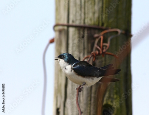 Photo: Little bird singing Little bird singing
