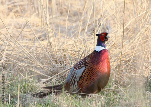 Photo: standing ringneck standing ringneck