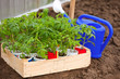 Tomato seedlings