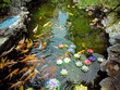 Colorful brocaded carps 