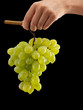 Grapes cluster