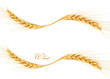 wheat
