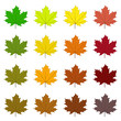 Feuilles d’érable de différentes teintes