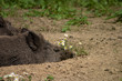 Wildschaden