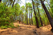 Corona Forestal in Teide National Park at Tenerife
