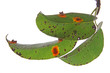 Birnengitterrost