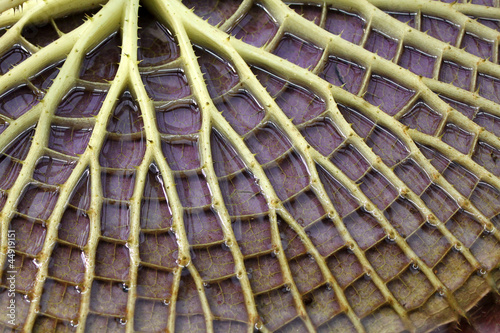 Photo: Victoria amazonica Victoria amazonica