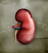 Vector: Human kidney, old-style Human kidney, old-style
