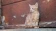 Katze beim gähnen