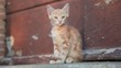 Katze sucht das Futter