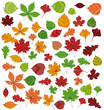 Freigestelltes Herbstlaub