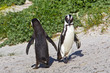 Foto: African penguin dance African penguin dance