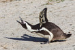 Foto: Jackass penguin calling Jackass penguin calling