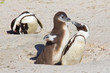 Foto: African penguin chick demanding food African penguin chick demanding food