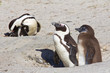 Foto: Jackass penguin parent and chick Jackass penguin parent and chick