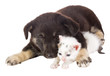 puppy and cat