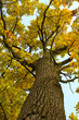 oak tree in autumn