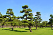 Imperial Tree