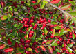 Zwergmispel - Cotoneaster