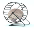 human brain with arms and legs in hamster wheel